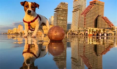 THE 10 BEST Tel Aviv Pet Friendly Hotels .